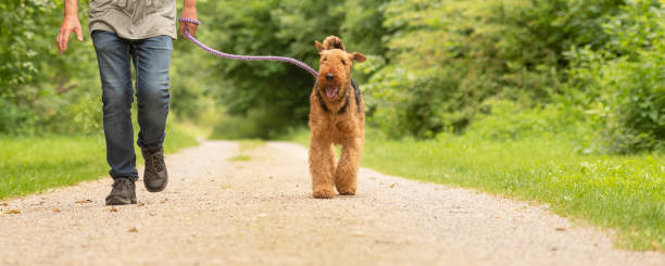 airedale terrier. hundeführer geht mit seinem gehorsamen hund auf der straße in einem wald. - aredale stock-fotos und bilder