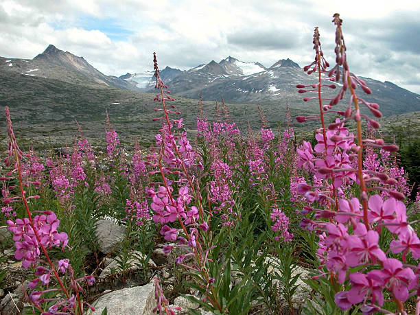 Fireweed in Alaska stock photo