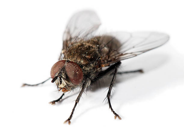 homefly 4 aislados - casa volando fotografías e imágenes de stock