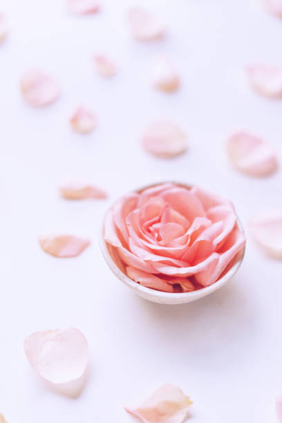 Pink rose head and petals scattered on white background
