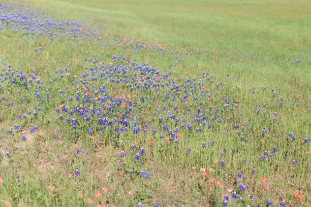 istock Bluebonnet Flowers in Waco, Texas 1158845826
