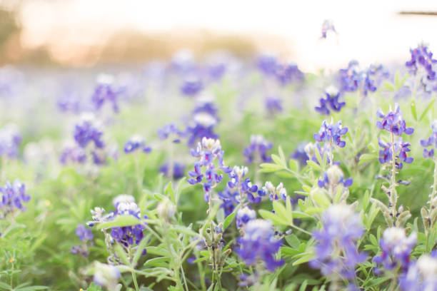 istock Bluebonnet Flowers in Waco, Texas 1158845955