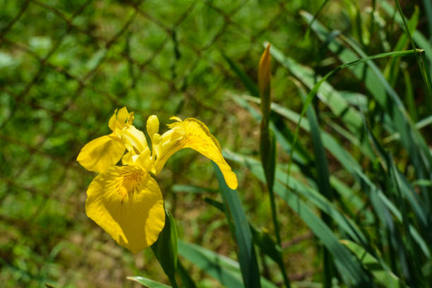 istock Great yellow lily flower on green background 1158846072