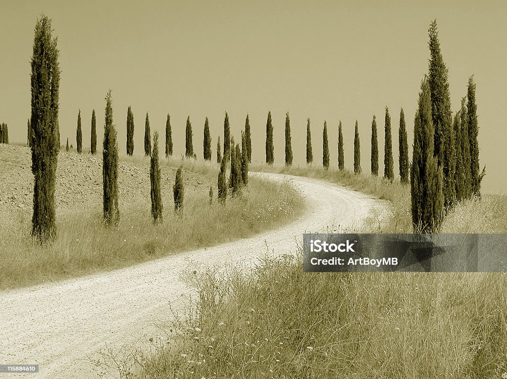 Cipressi Toscana - Foto stock royalty-free di Acido