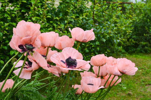 istock Great pink poppy flowers on green background 1158846162