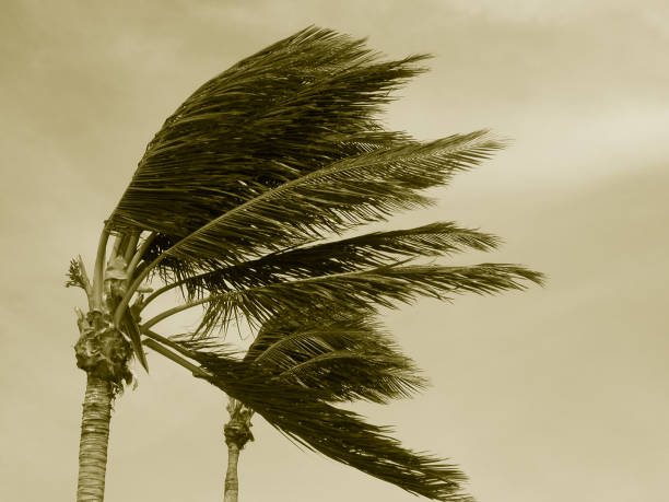 Hurricane palms 2 Sepia Hurricane palms 2 Sepia subtropical stock pictures, royalty-free photos & images