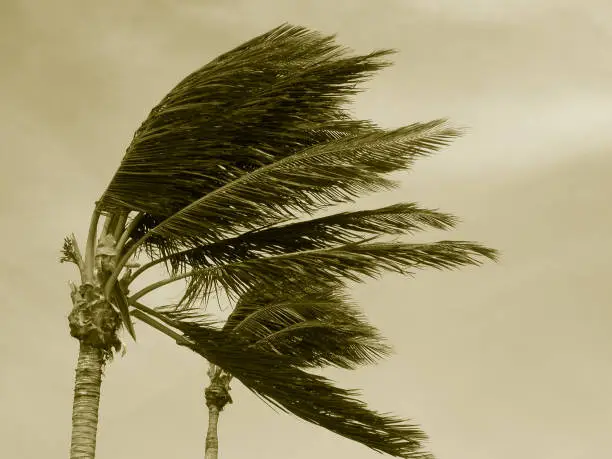 Photo of Hurricane palms 2 Sepia