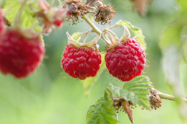 istock Sweet red fruits on wild raspberry 1158846396