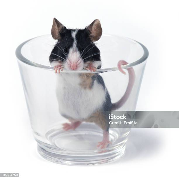 Copa Of Ratón Foto de stock y más banco de imágenes de Animal - Animal, Blanco - Color, Cola - Parte del cuerpo animal