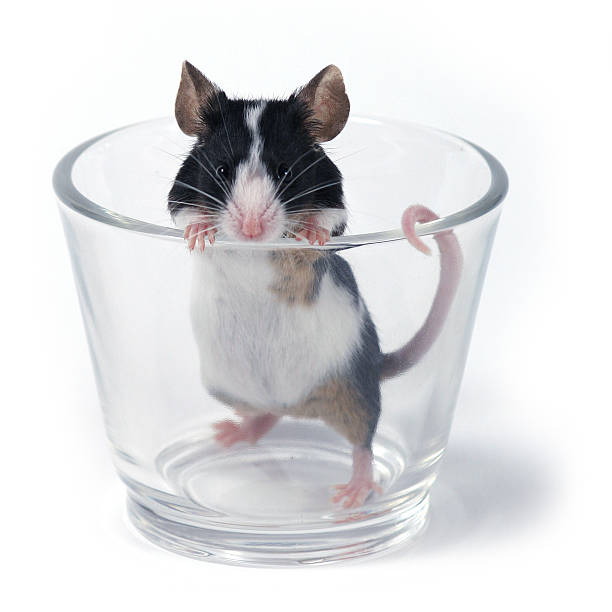 glass of... mouse stock photo
