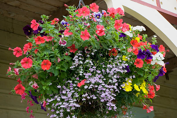 Hanging Basket Hanging Basket with a lot of Flowers like Lobelia, Impatiens, Phlox and Petunia lobelias stock pictures, royalty-free photos & images