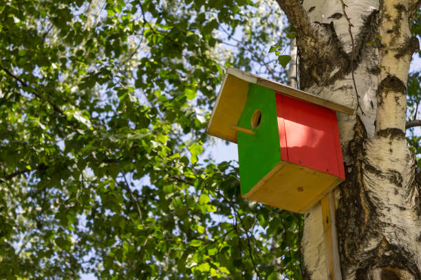istock The nesting box hangs on a tree in the birch forest, surrounded with leaves 1158847822