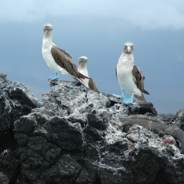 istock blue-footed boobies, Sula nebouxii excisa 115884803