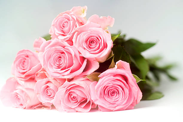 istock Pink Roses on a graduated background 115884834