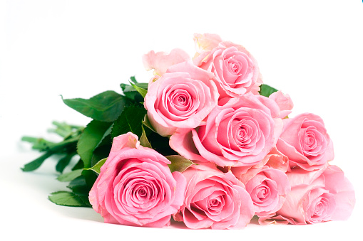 Pink roses with a medium depth of field isloated on a white background.