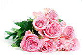 Pink Roses isolated on a white background