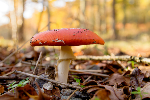 Wild amanita muscaria or fly agaric mushroom with red cap and white spores