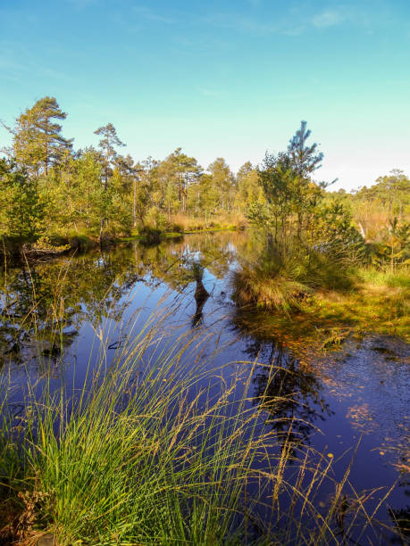 pietzmoor in der lüneburger heide bei schneverdingen - moor stock-fotos und bilder