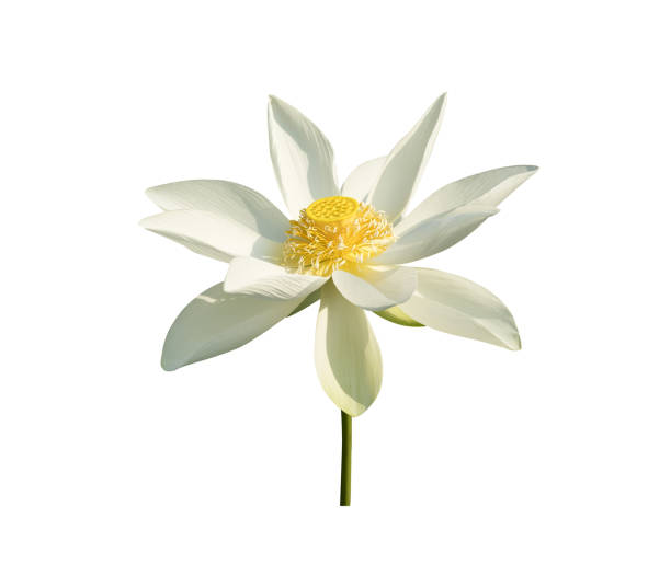 istock White water lily flower 1158849395