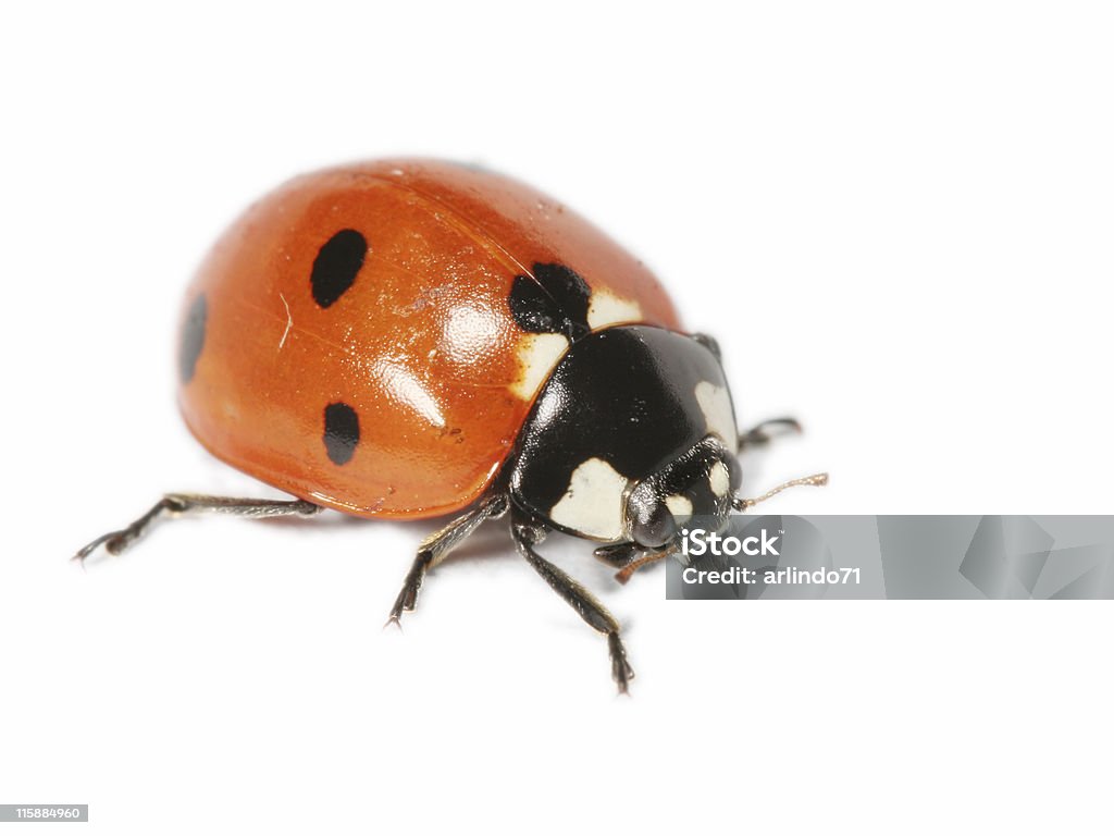 Coccinella isolato 5 - Foto stock royalty-free di Insetto