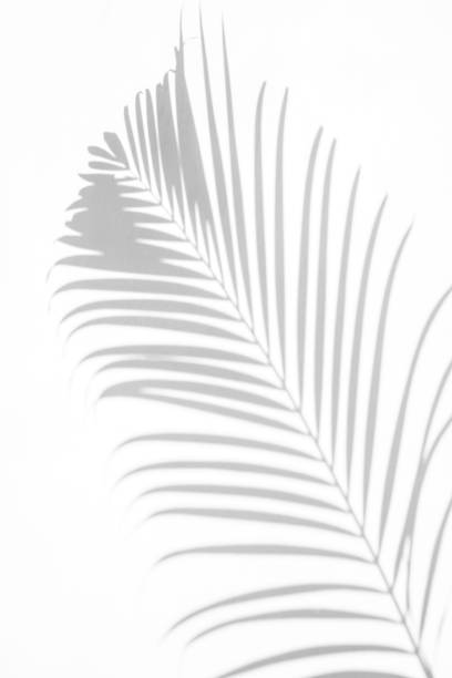 istock shadows palm leaf on white wall background. for creative design summer concept 1158849961