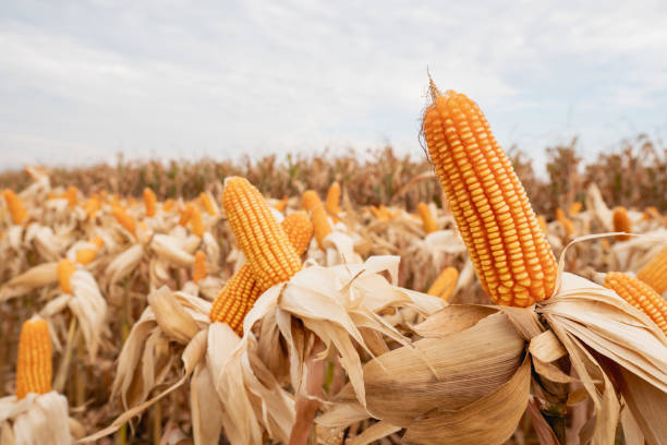 yellow dry ripe corn on the field in the day