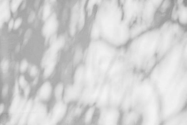 istock abstract of shadows leaf on white wall background 1158849996