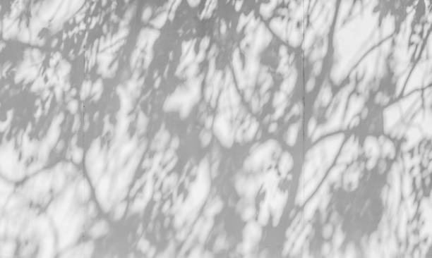 istock abstract of shadows leaf on white wall background 1158849997