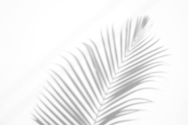 istock shadows palm leaf on white wall background. for creative design summer concept 1158849999