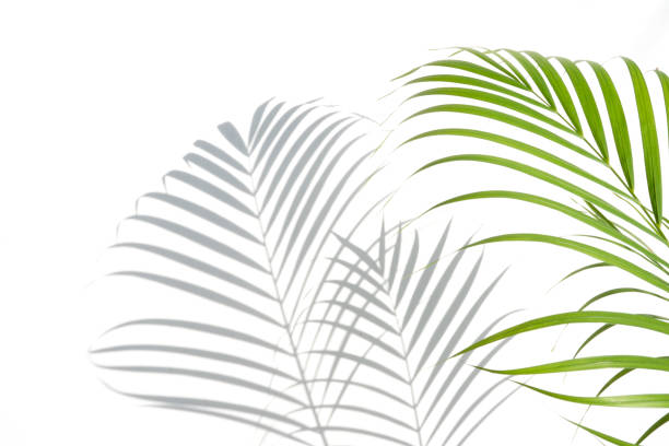 istock shadows palm leaf and green leaves on white wall background. for creative design summer concept 1158850096