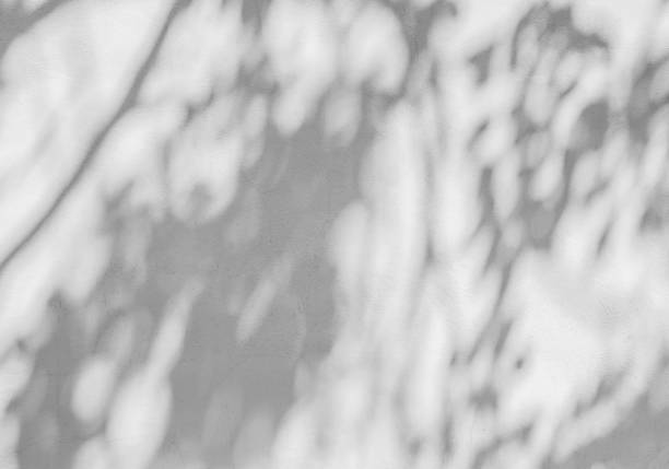 istock abstract of shadows leaf on white wall background 1158850099