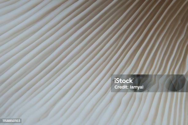 Mush Texture Beautiful Macro Mushroom Texture Nature Background Using Idea Design ...