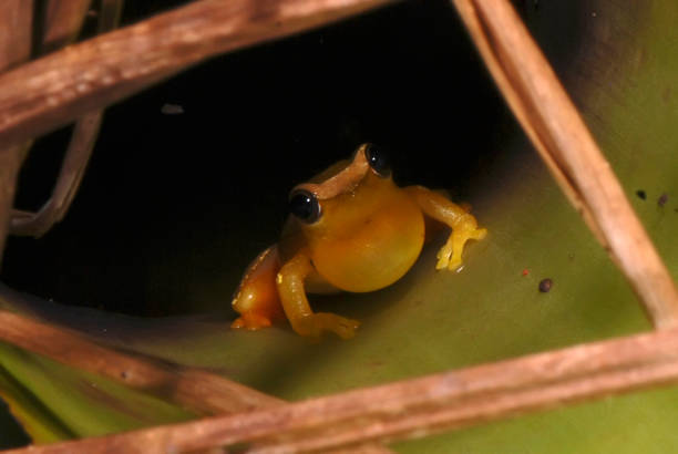 istock Elegant forest treefrog photographed in Guarapari 1158850121