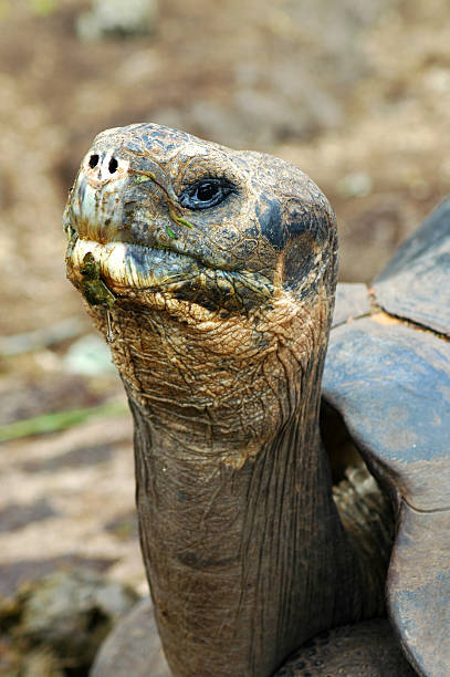 istock giant tortoise, Geochelone elephantopus 115885204