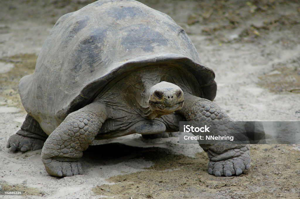 Tortue géante, Geochelone elephantopus - Photo de Animaux à l'état sauvage libre de droits