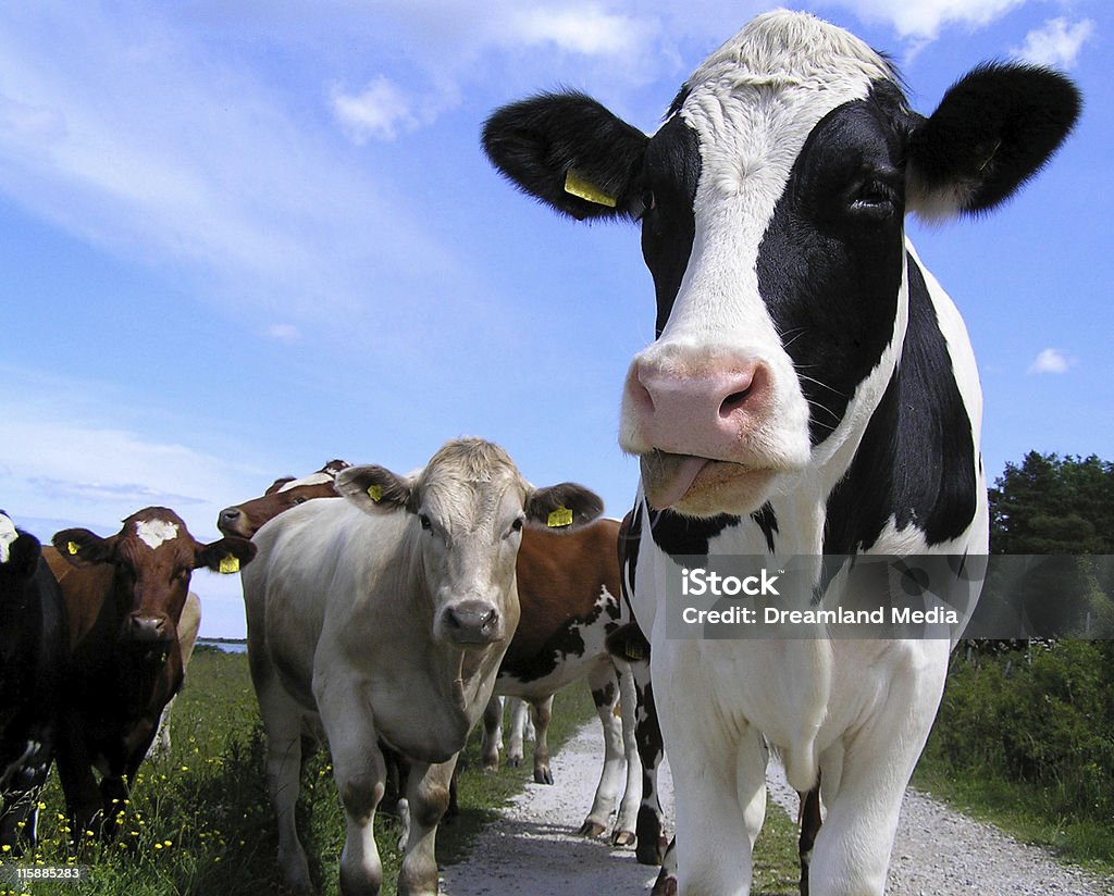 Curius A very curius cow and his friends in the backgound Cow Stock Photo