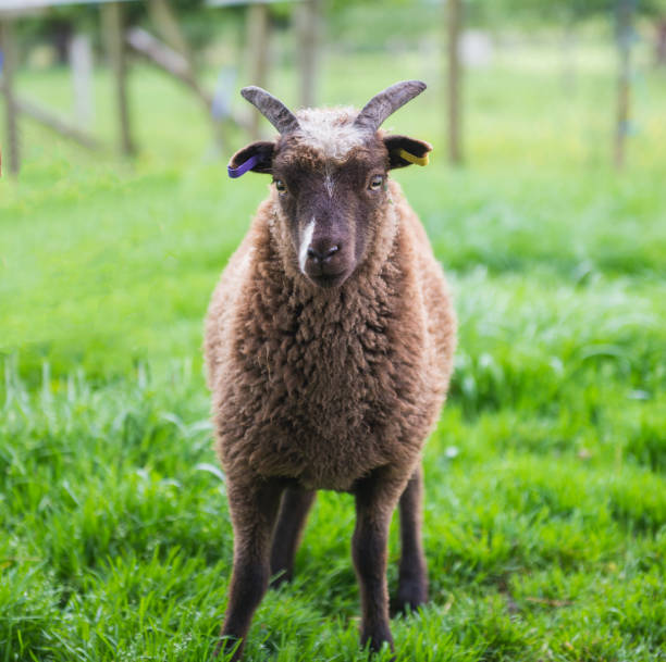 istock Soay sheep in field closeup 1158852891