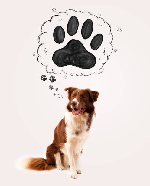 istock Cute border collie with paw above her head 1158853324
