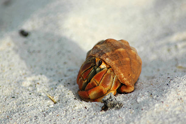 istock Ecuadorian hermit crab, Coenobita compressus, on sandy beach 115885378