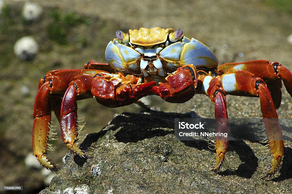 Sally Lightfoot crab, Grapsus grapsus Sally Lightfoot crab,  Animal Stock Photo