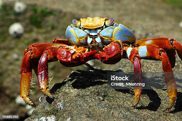 Sally Lightfoot Crab Grapsus Grapsus Stock Photo - Download Image Now - Animal, Animal Wildlife, Animals In The Wild