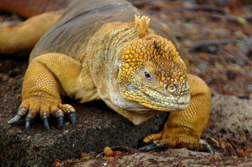 Yellow and brown land iguana, or Conolophus Subcristatus crawls along a rock on the ground. The scenery is a wooded area with plenty of foliage on the ground. The iguana has yellow scales on its head and face which then fade to brown on its abdomen and back.