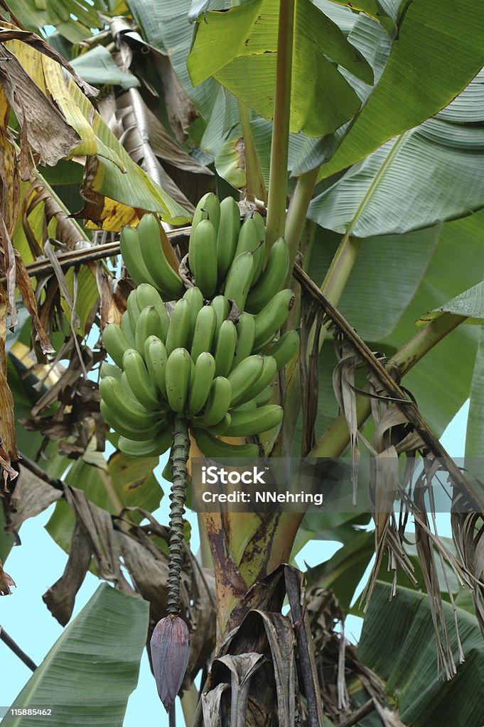 Pianta di banana, Musa x paradisiaca, con frutta - Foto stock royalty-free di Albero da frutto