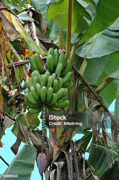 Pianta Di Banana Musa X Paradisiaca Con Frutta - Fotografie stock e altre immagini di Albero da frutto - Albero da frutto, Albero tropicale, Banana - Frutto tropicale