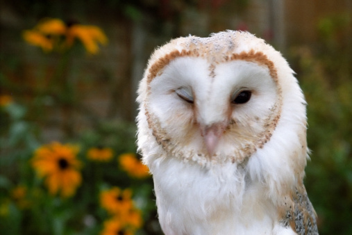 A British Barn Owl