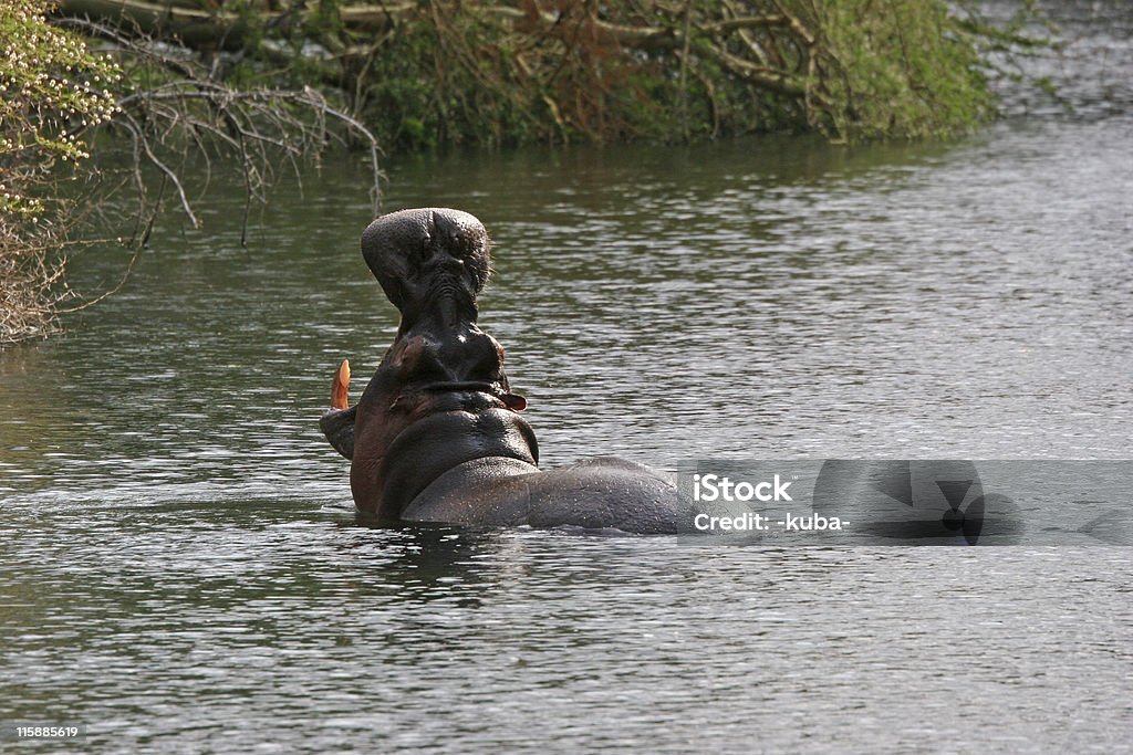 Porträt ein Nilpferd im Wasser - Lizenzfrei Afrika Stock-Foto