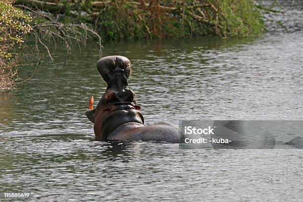 ポートレートヒポポタマスの水に - アフリカのストックフォトや画像を多数ご用意 - アフリカ, カバ, カラー画像