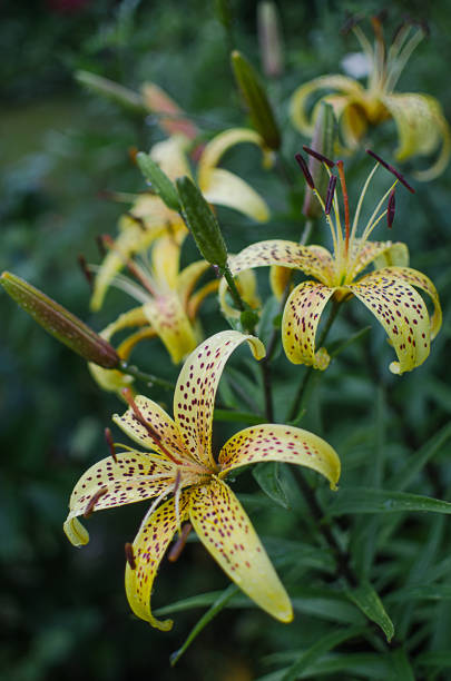 istock Beautiful lily flowers grow in the summer 1158856491