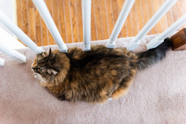eine calico maine coon katze auf teppichboden durch treppe geländer bars flache ansicht von übergewichtigen körper liegen - flat stomach stock-fotos und bilder