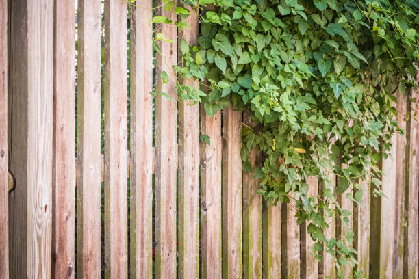 istock Vine on wood fence 1158861437